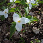 Through a Country Window